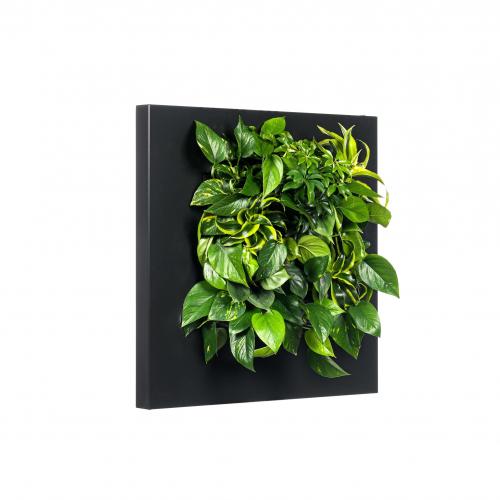 LivePicture 1 zwart, levend planten schilderij