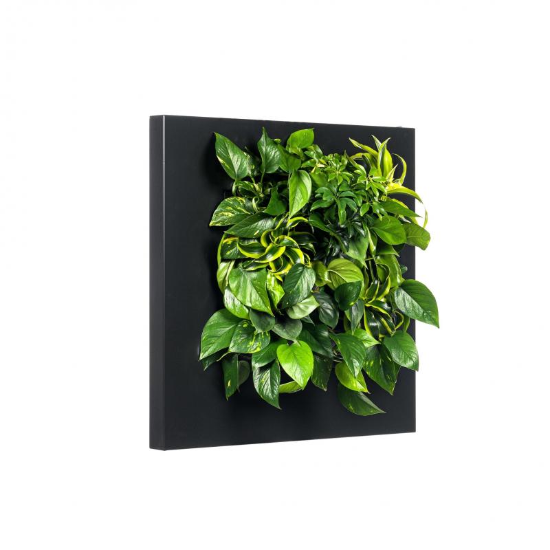 LivePicture 1 zwart, levend planten schilderij