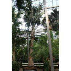 Bismarckia Nobilis - Blauwe Palm 790-800cm art16880