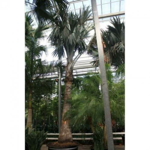 Bismarckia Nobilis - Blauwe Palm 790-800cm art16880