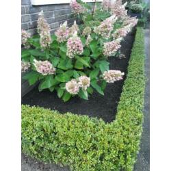 Hulp in de tuin, tuinman, tuin onderhoud