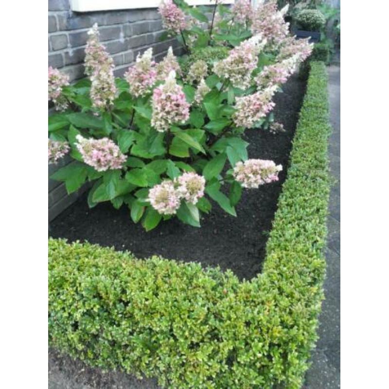 Hulp in de tuin, tuinman, tuin onderhoud