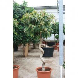 Ficus 'amstel King' 290-300cm art43547