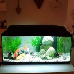 Ciano Aquarium aqua 80cm CF150 zwart
