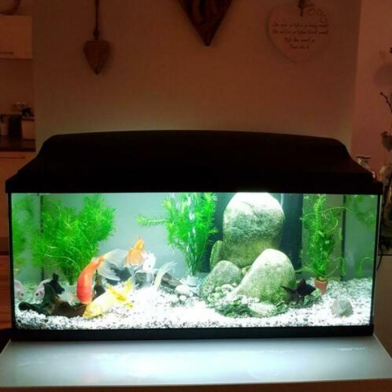 Ciano Aquarium aqua 80cm CF150 zwart