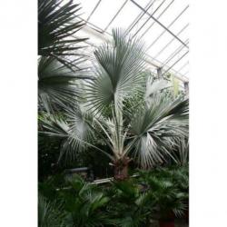 Bismarckia Nobilis - Blauwe Palm 790-800cm art16880