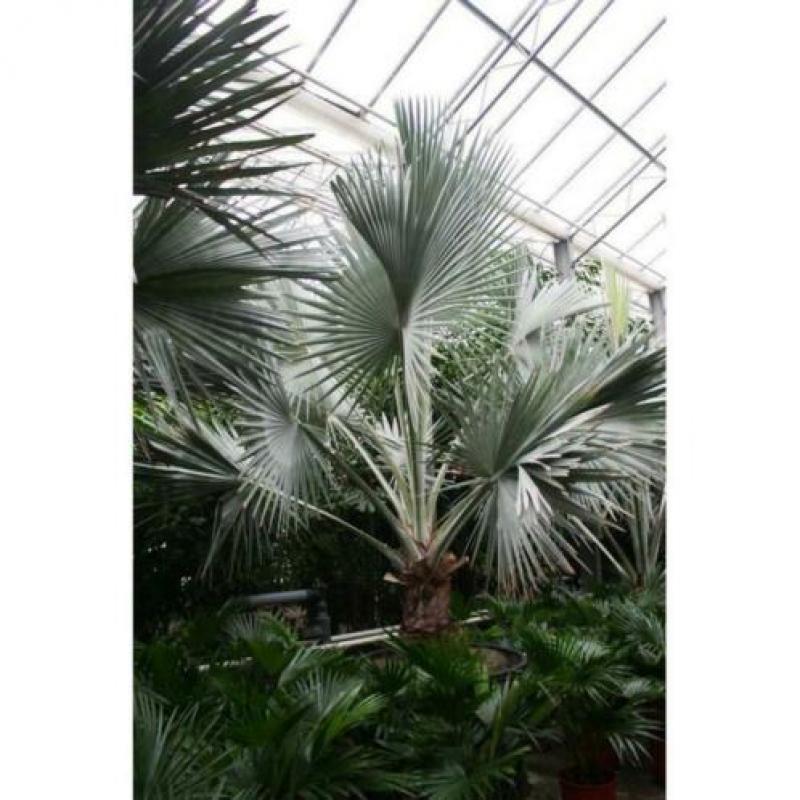 Bismarckia Nobilis - Blauwe Palm 790-800cm art16880