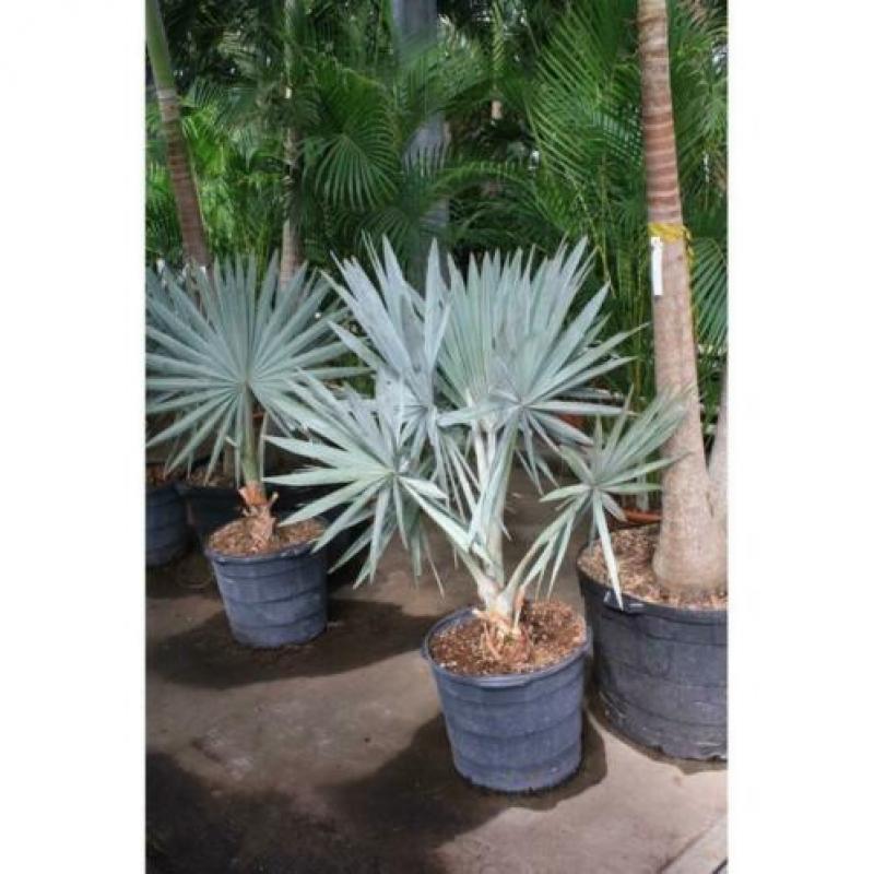 Bismarckia Nobilis - Blauwe Palm 790-800cm art16880