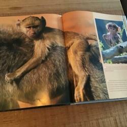 Babydieren - Een boek vol schattige jonkies - Daniel Gilpin