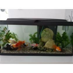 Ciano Aquarium aqua 80cm CF150 zwart