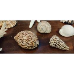 Schelpen verzameling ongeveer 20 stuks