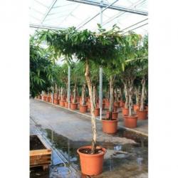 Ficus 'amstel King' 290-300cm art43547