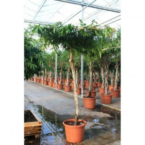 Ficus 'amstel King' 290-300cm art43547