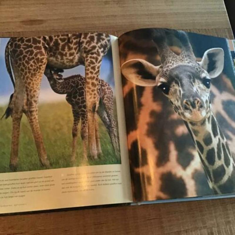 Babydieren - Een boek vol schattige jonkies - Daniel Gilpin