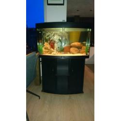 Juwel Vision 180 met prachtig bestand Cichliden!