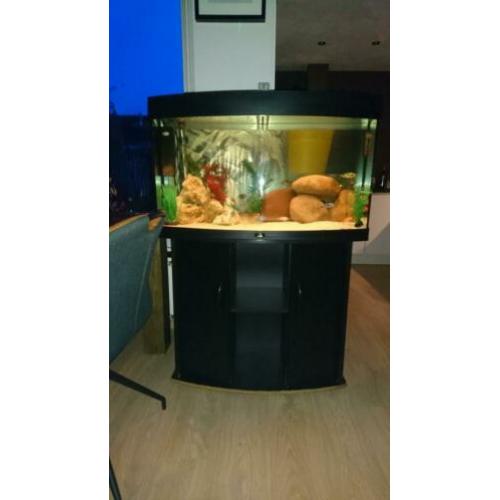 Juwel Vision 180 met prachtig bestand Cichliden!