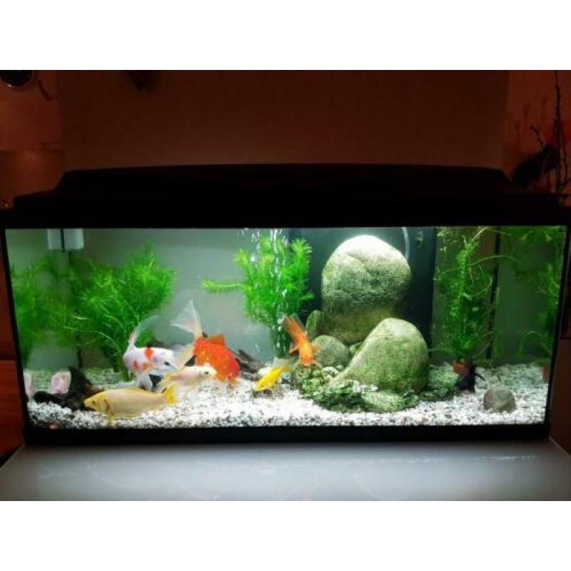 Ciano Aquarium aqua 80cm CF150 zwart