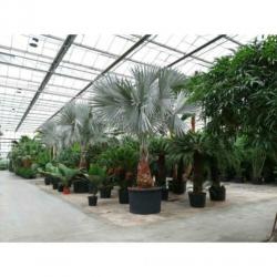 Bismarckia Nobilis - Blauwe Palm 790-800cm art16880