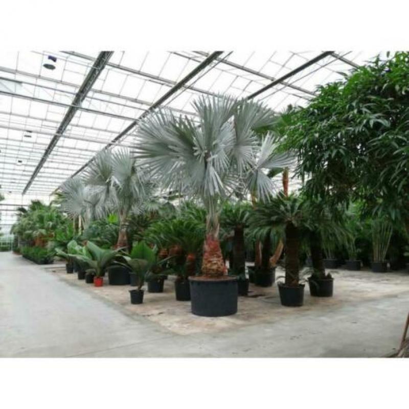 Bismarckia Nobilis - Blauwe Palm 790-800cm art16880