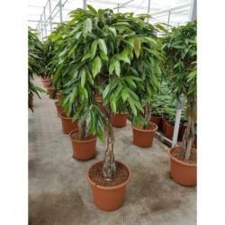 Ficus 'amstel King' 290-300cm art43547
