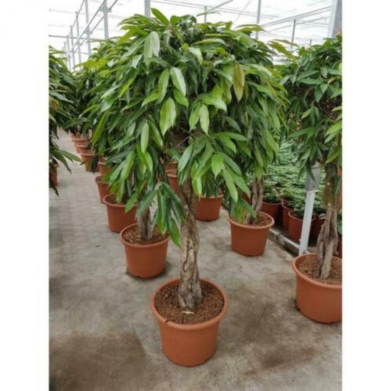 Ficus 'amstel King' 290-300cm art43547
