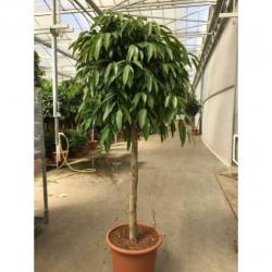 Ficus 'amstel King' 290-300cm art43547