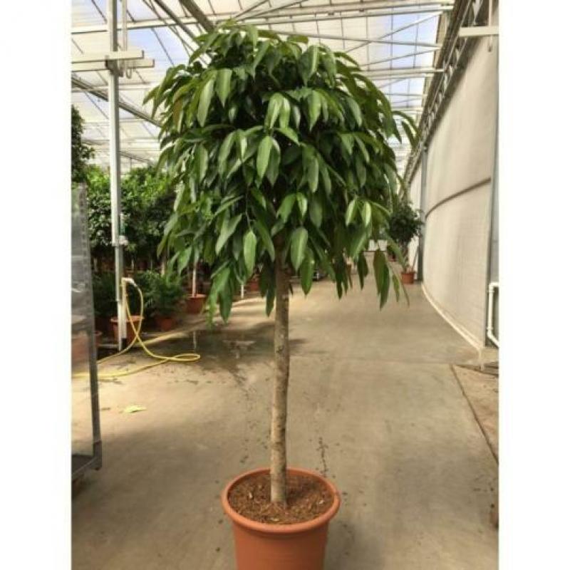 Ficus 'amstel King' 290-300cm art43547