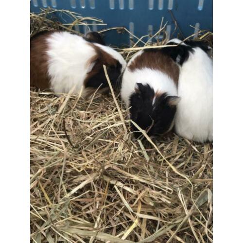 Jonge cavia’s te koop