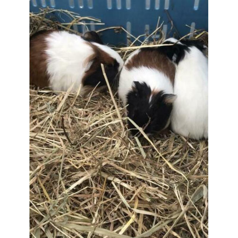 Jonge cavia’s te koop