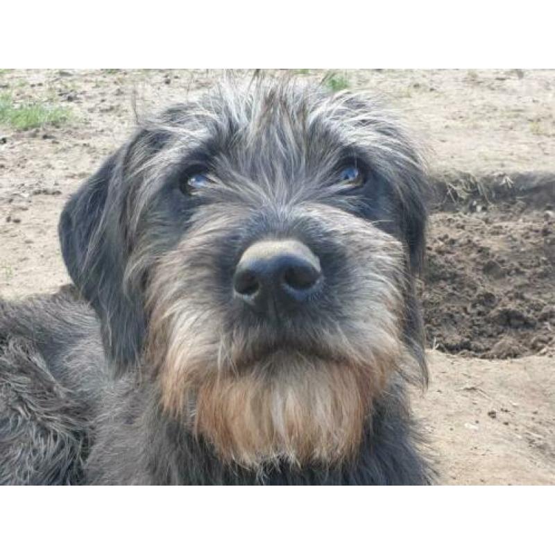 Vaja leuke mix Duitse staande hond draadhaar zoekt sportieve