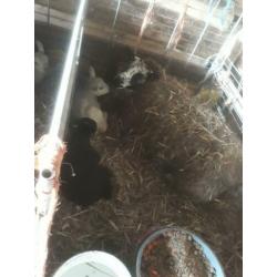 Schapen met lammeren