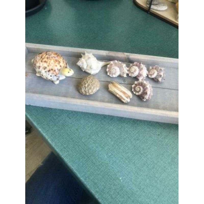 Diversen koraal, fossiel, en schelpen