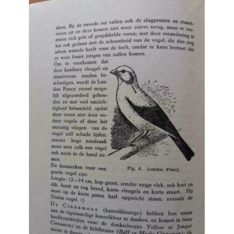 De Kanarievogel - A Nuijens