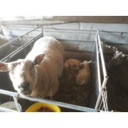 Schapen met lammeren