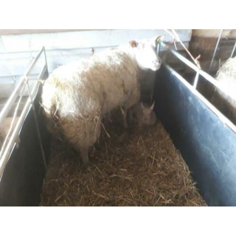 Schapen met lammeren