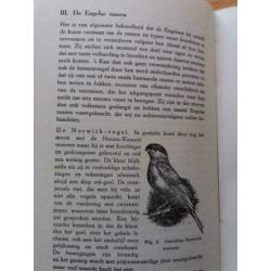 De Kanarievogel - A Nuijens