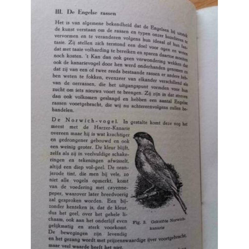 De Kanarievogel - A Nuijens