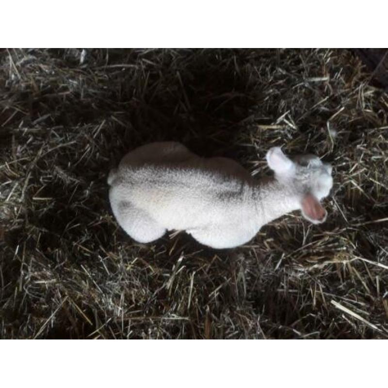 Schapen met lammeren