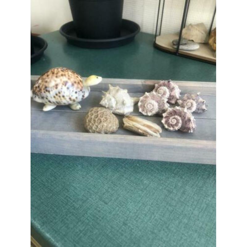 Diversen koraal, fossiel, en schelpen