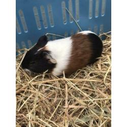 Jonge cavia’s te koop