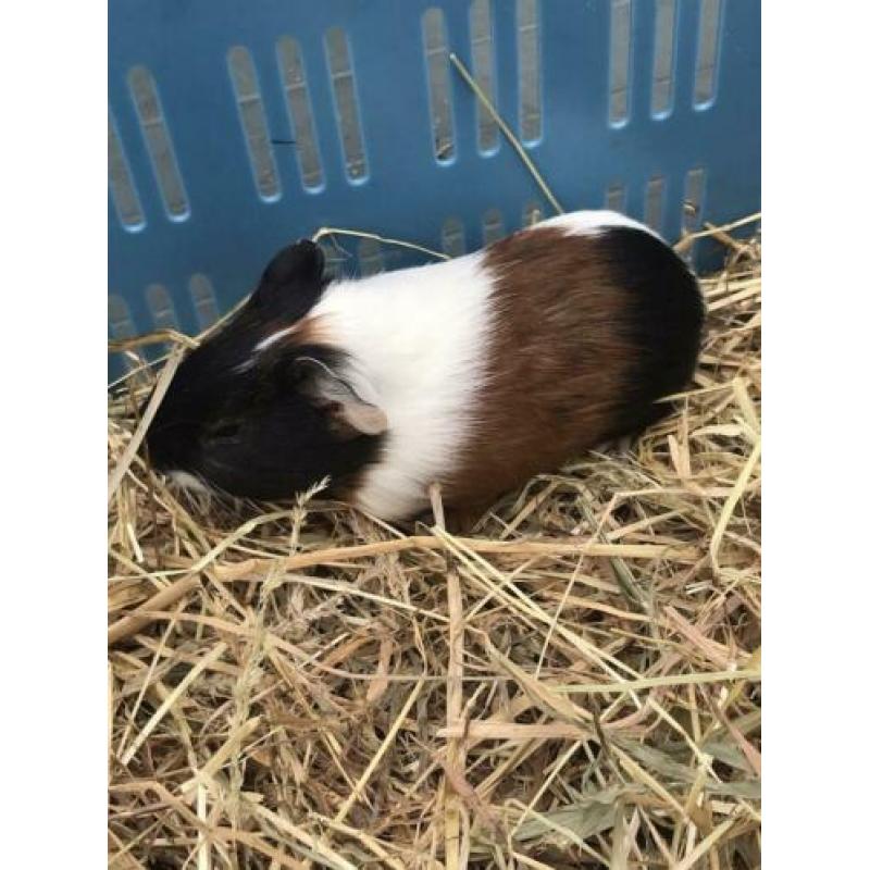 Jonge cavia’s te koop
