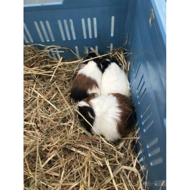 Jonge cavia’s te koop