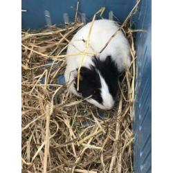 Jonge cavia’s te koop