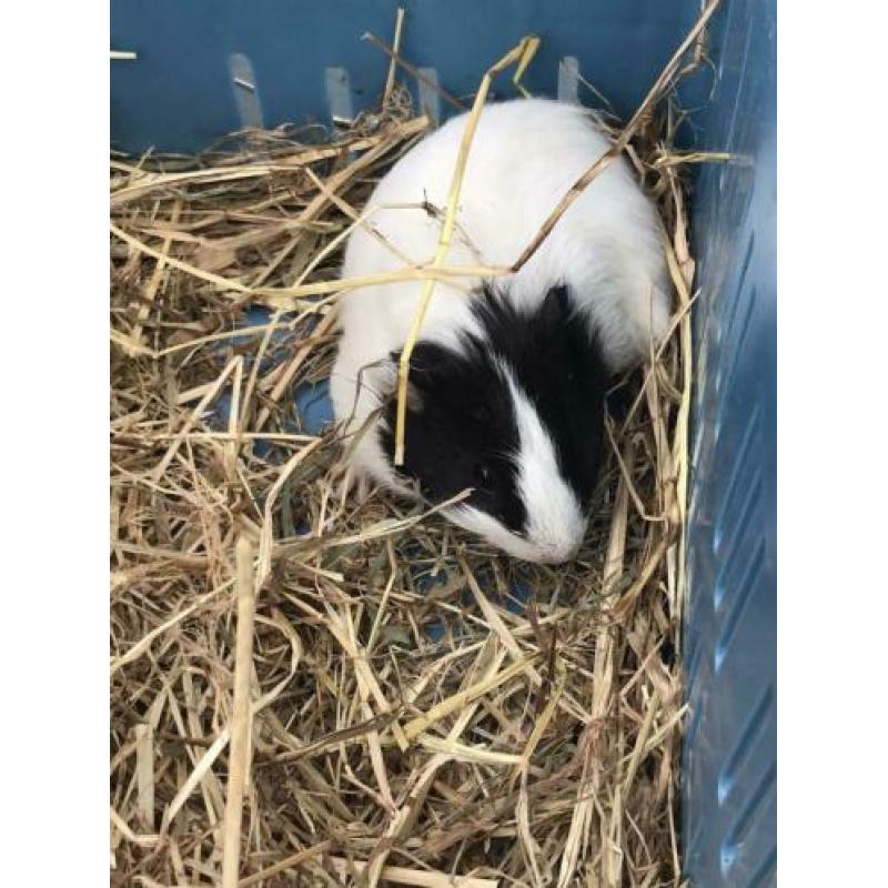 Jonge cavia’s te koop