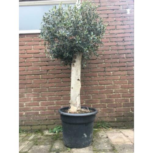 Olijfboom mooi winterhard 30 jaar oud. 160 cm hoog