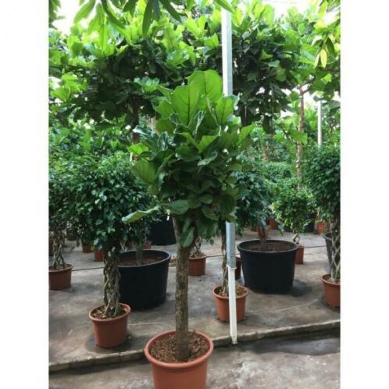 Ficus Lyrata - Vioolplant 415-425cm art51397