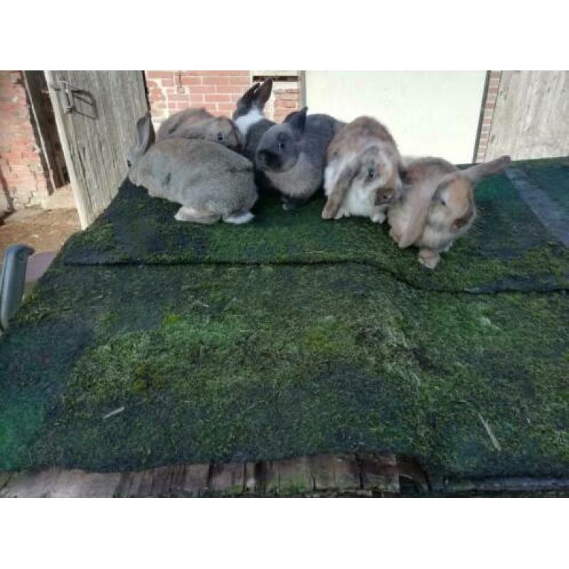 Leuke dwerg en dwerghangoor rammetjes