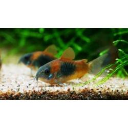 Corydora orange venezuelas eigen kweek