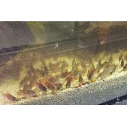 Corydora orange venezuelas eigen kweek