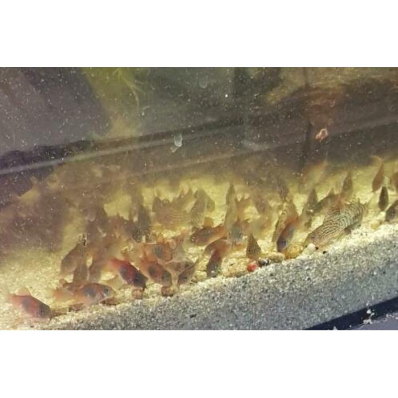Corydora orange venezuelas eigen kweek